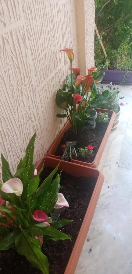 Aegina'S Flowers House Ngoại thất bức ảnh