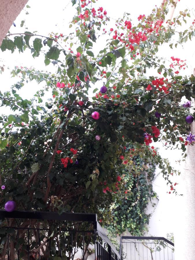 Aegina'S Flowers House Ngoại thất bức ảnh
