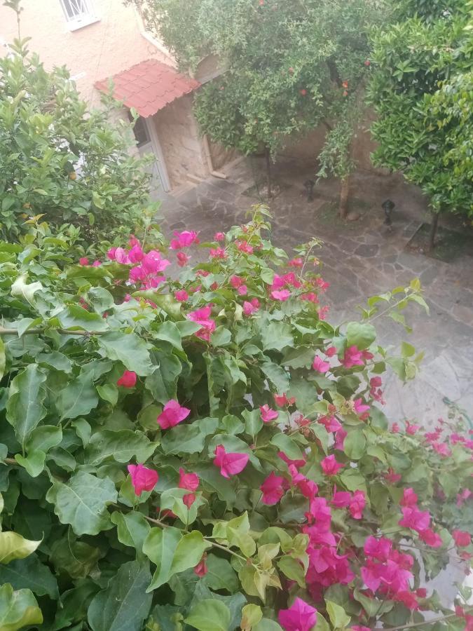 Aegina'S Flowers House Ngoại thất bức ảnh